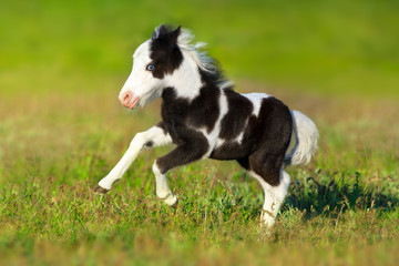 Naklejka premium Beautiful piebald pony foal run fast in green pasture