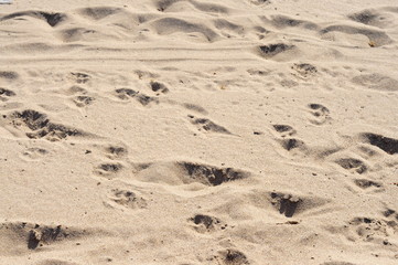 Fototapeta na wymiar Foot prints on a sandy beach