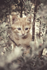 Kitten In a Tree