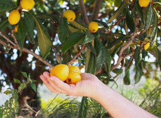 Loquat fruits (Eriobotrya japonica) on tree. This ancient fruit rich in vitamins, minerals and anti-oxidants