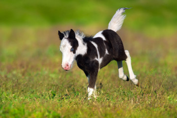 Beautiful piebald pony foal  run fast in green pasture