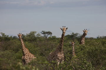 Fototapeta premium Wild Giraffe mammal africa savannah Kenya (Giraffa camelopardalis)