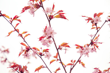 Cherry blossoms in spring, soft focus.