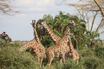Fototapeta premium Wild Giraffe mammal africa savannah Kenya (Giraffa camelopardalis)