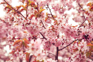Cherry blossoms in spring, soft focus.