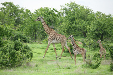 Wild Giraffe mammal africa savannah Kenya (Giraffa camelopardalis)