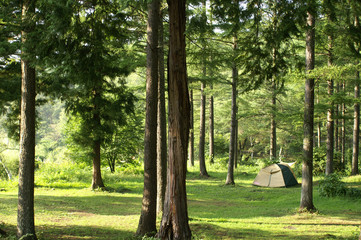木立の中のキャンプ 横