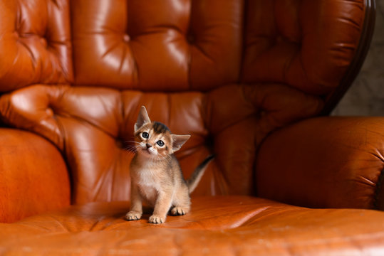 Abyssinian kitten on a vintage leather chair