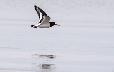 Oystercatcher in flight