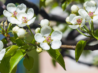 Flower of Pear Tree, Pyrus communis, close-up on bokeh background, selective focus, shallow DOF