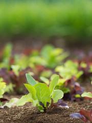 リーフレタス畑