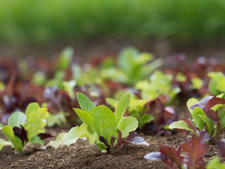 リーフレタス畑