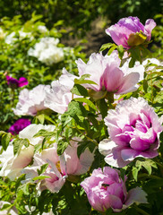 Peonies. Flowers peonies. Flowering bush of pink tree peony