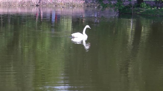 White swan swims in a calm city lake of Ivano-Frankivsk, Ukraine  