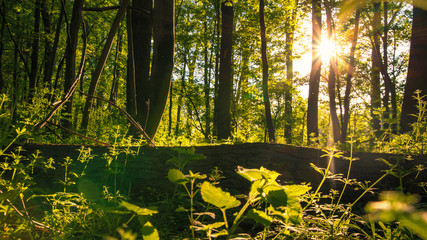 Letzte Sonnenstrahlen im Wald