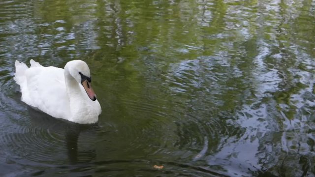 White swan swims in a calm city lake of Ivano-Frankivsk, Ukraine  