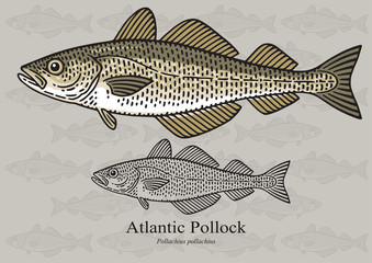 Atlantic Pollock, European Pollock. Vector illustration for artwork in small sizes. Suitable for graphic and packaging design, educational examples, web, etc.