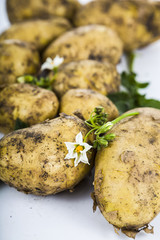 Raw potatoes with leaves