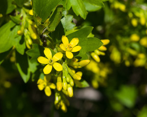 Buffalo or Golden currant, Ribes aureum, flowers close-up with bokeh background, selective focus, shallow DOF