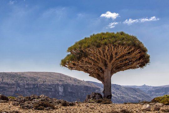 Socotra Island. Dragon Tree.