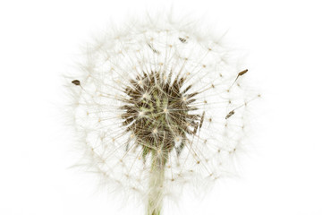 White dandelion flower wallpaper, macro image	