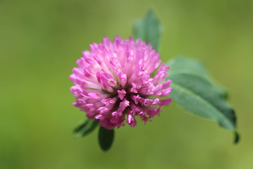 Obraz premium Pink clover flower