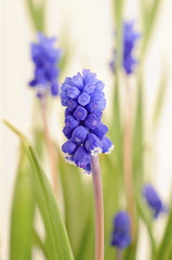 close up of a Muscari flower