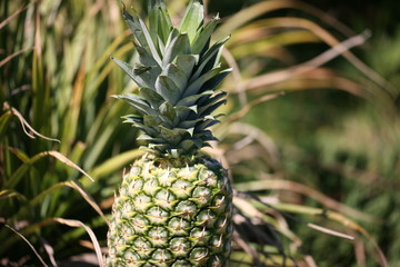 Fototapeta premium pineapple