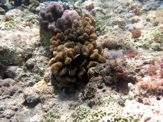 Coral branching (acropora sp.) found in coral reef area at Layang-layang island, sabah, Malaysia