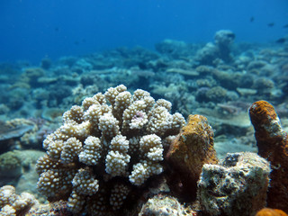 Coral  (pocillopora sp.) found in coral reef area at Layang-layang island, sabah, Malaysia