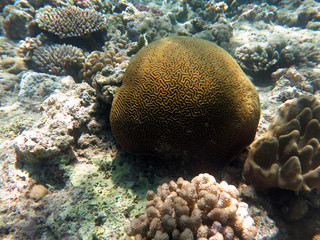Fototapeta na wymiar Brain Coral found in coral reef area at layang-layang island, sabah, Malaysia