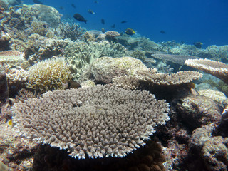 Naklejka na ściany i meble Coral found in coral reef area at layang-layang island, sabah, Malaysia