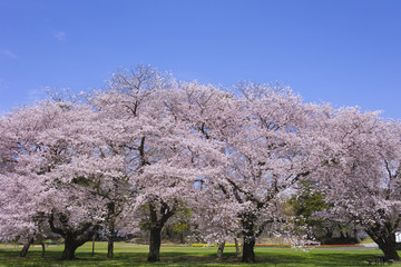 満開の花　青空