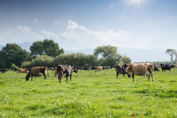 Naklejka na ściany i meble beafs on new zealand pasture in sunny day