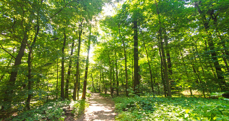 Einladung zum Entspannen und Träumen: Wald im Frühling mit Morgensonne :) 