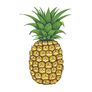 Pineapple Hand-Painted Illustration