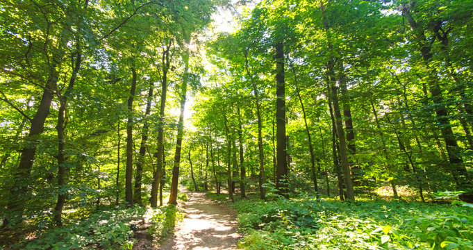 Einladung zum Entspannen und Tr&auml;umen: Wald im Fr&uuml;hling mit Morgensonne :) 