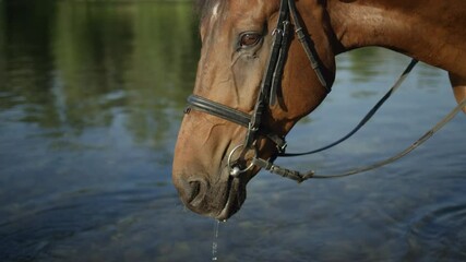 SLOW MOTION, CLOSE UP, DOF: Beautiful brown gelding sipping refreshing water from crystal clear riverbed on hot sunny summer day. Waterdrops falling from horse's muzzle when drinking from the river - Powered by Adobe