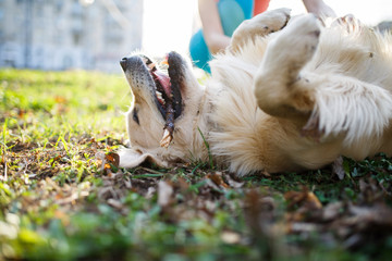 Dog with stick on meadow