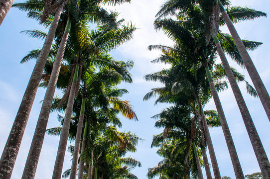 Sunny alley with palm trees