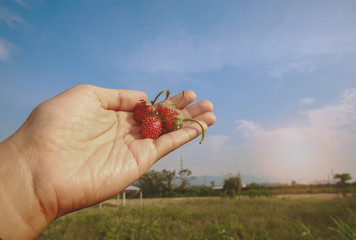 Strawberries in hand with blue sky