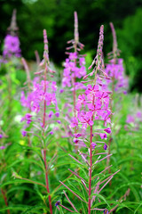Schmalbl&auml;ttrige Weidenr&ouml;schen (Epilobium angustifolium) 