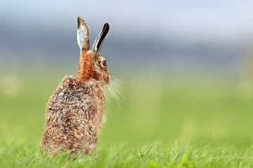 Brown Hare