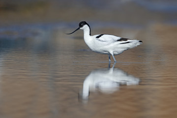 Avocet, Recurvirostra avosetta