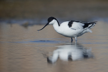 Avocet, Recurvirostra avosetta