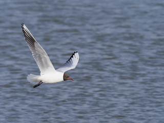 Fototapeta na wymiar Black-headed gull, Chroicocephalus ridibundus