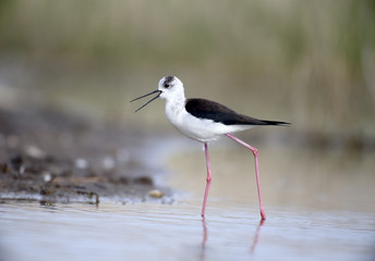 Black-winged stilt, Himantopus himantopus