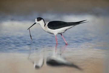 Black-winged stilt, Himantopus himantopus