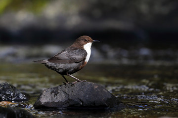 Dipper on River