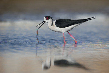 Black-winged stilt, Himantopus himantopus